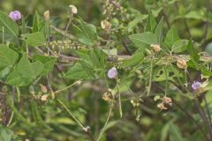 Trailing Wild Bean, Strophostyles helvola