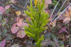 Tree Groundpine, Dendrolycopodium dendroideum