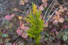 Tree Groundpine, Dendrolycopodium dendroideum