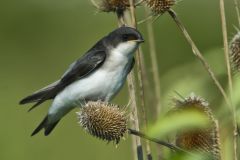 Tree Swallow, Tachycineta bicolor