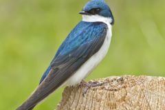 Tree Swallow, Tachycineta bicolor