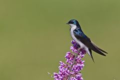 Tree Swallow, Tachycineta bicolor