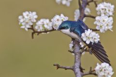 Tree Swallow, Tachycineta bicolor