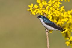 Tree Swallow, Tachycineta bicolor