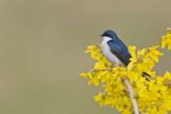 Tree Swallow, Tachycineta bicolor