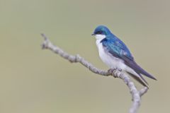 Tree Swallow, Tachycineta bicolor