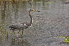 Tricolored Heron, Egretta tricolor