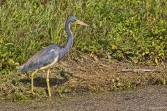 Tricolored Heron, Egretta tricolor