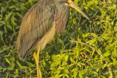 Tricolored Heron, Egretta tricolor