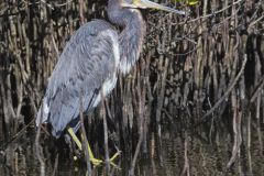 Tricolored Heron, Egretta tricolor