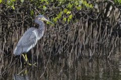 Tricolored Heron, Egretta tricolor