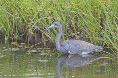 Tricolored Heron, Egretta tricolor