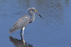 Tricolored Heron, Egretta tricolor