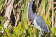 Tricolored Heron, Egretta tricolor