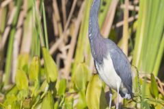 Tricolored Heron, Egretta tricolor