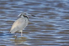 Tricolored Heron, Egretta tricolor