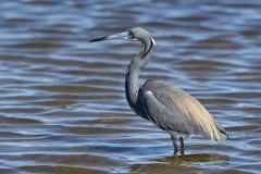 Tricolored Heron, Egretta tricolor