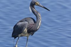 Tricolored Heron, Egretta tricolor