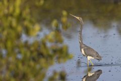 Tricolored Heron, Egretta tricolor