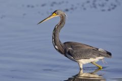 Tricolored Heron, Egretta tricolor