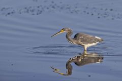 Tricolored Heron, Egretta tricolor