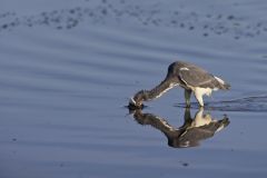 Tricolored Heron, Egretta tricolor