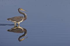 Tricolored Heron, Egretta tricolor