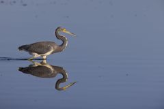 Tricolored Heron, Egretta tricolor