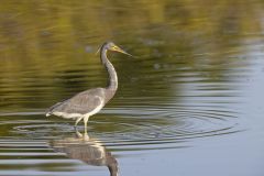 Tricolored Heron, Egretta tricolor