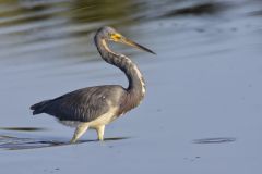 Tricolored Heron, Egretta tricolor