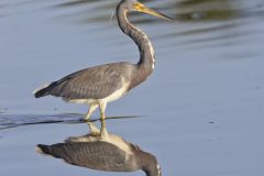 Tricolored Heron, Egretta tricolor