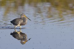 Tricolored Heron, Egretta tricolor