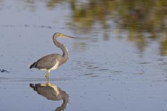 Tricolored Heron, Egretta tricolor