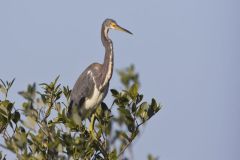 Tricolored Heron, Egretta tricolor