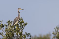 Tricolored Heron, Egretta tricolor