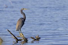 Tricolored Heron, Egretta tricolor