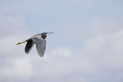 Tricolored Heron, Egretta tricolor