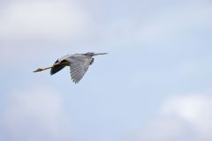 Tricolored Heron, Egretta tricolor