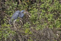 Tricolored Heron, Egretta tricolor