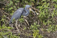 Tricolored Heron, Egretta tricolor