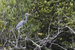 Tricolored Heron, Egretta tricolor