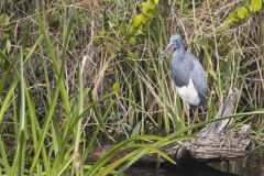 Tricolored Heron, Egretta tricolor