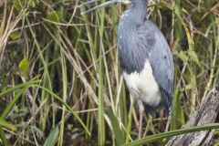 Tricolored Heron, Egretta tricolor