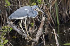 Tricolored Heron, Egretta tricolor