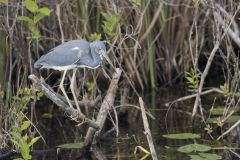 Tricolored Heron, Egretta tricolor