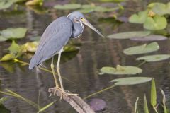 Tricolored Heron, Egretta tricolor