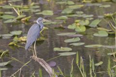 Tricolored Heron, Egretta tricolor