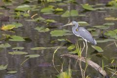 Tricolored Heron, Egretta tricolor