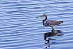 Tricolored Heron, Egretta tricolor