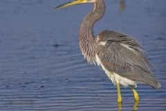 Tricolored Heron, Egretta tricolor